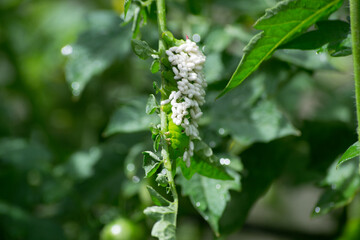 Caterpillar (Manduca sexta) being parasitized by wasp larva (Cotesia congregata) on cherry tomatoes...