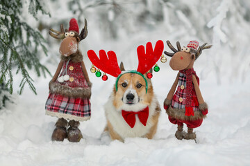 corgi dog puppy in masquerade horns with a pair of Santa's toy olney stands in the New Year's snow