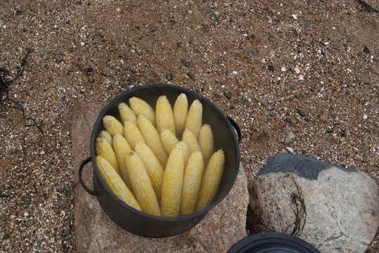 Steaming Pot Of Corn At The Clam Bake