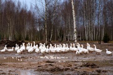 large herd of white domestic geese are going to graze in the grass in a crowd. Rear view. Breeding geese. Poultry farming