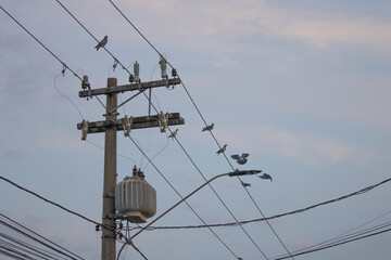 pigeons on the power line pombos na linha de energia © Leonardo