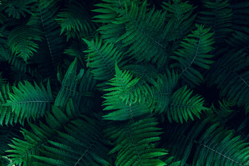 Natural floral fern leaves