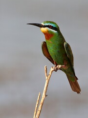 Blue-cheeked Bee-eater