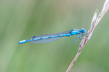 Gemeine Becherjungfer ♂.Enallagma cyathigerum.(Charpentier, 1840)