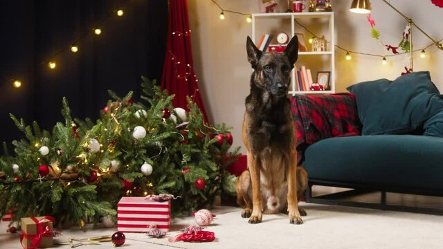 Dog sitting near dropped christmas tree in living room. Malinois bard looking in camera. Guilty puppy breathing with tongue out. Shooting domestic animal at home. New year time concept.