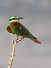 Blue-cheeked Bee-eater