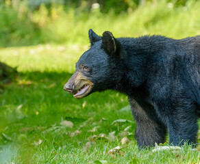 Close up side portrait of black bear
with open mouth looking like a snarl