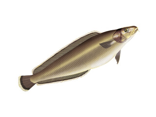 poisson, brosme ,  isolé, aliment, frais, comestible blanc, fruits de mer, cuisiner, pêche, mer, brut, animal, sain, ailette, maquereau, argent, attraper, nature, fraîcheur, eau, basse, queue, fleuve
