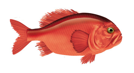 Fototapeta premium poisson, empereur rouge , isolé, aliment, frais, comestible blanc, fruits de mer, cuisiner, pêche, mer, brut, animal, sain, ailette, maquereau, argent, attraper, nature, fraîcheur, eau, basse, queue,