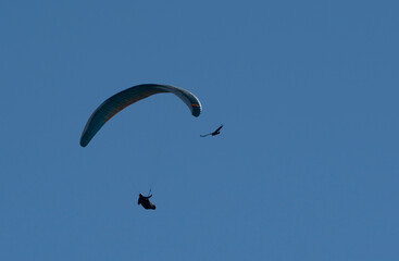paraglider meets a vulture up in the sky.