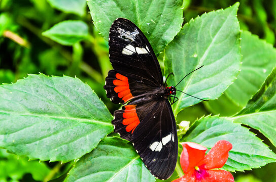 Butterfly Parides Iphidamas or Heart butterfly with red patches