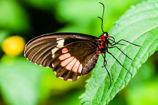 Butterfly Parides Iphidamas or Heart butterfly with red patches