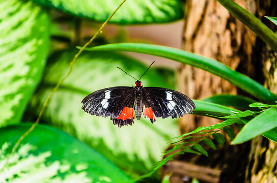 Butterfly Parides Iphidamas or Heart butterfly with red patches