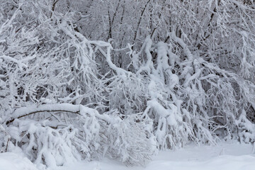 Winter snowy landscape with lake, trees, branches with show, ice and cold weather