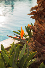Fototapeta premium Bird of Paradise flower with a pool in the background. Strelitzia reginae - exotic yellow flower. Selective focus. Vertical orientation.