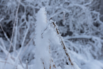 Reeds in winter covered with snow and ice