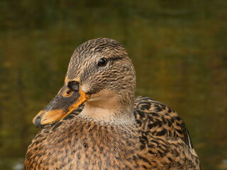 Female mallard (Anas platyrhynchos) - portrait of duck with dirty beak, Gdansk, Poland