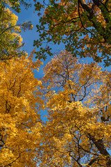 Sunshine daylight illuminates yellow tree crowns, yellow autumn foliage background