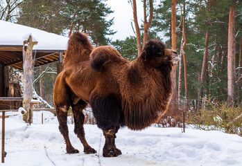 Bactrian Camel (Camelus bactrianus), also known as the Mongolian camel or domestic Bactrian camel, in snowy environment. It has two humps on its back and long, wooly dark brown coat.
