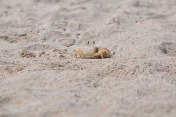 crab on the sand