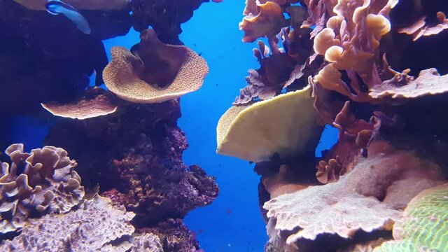Coral reef with fish. Colorfull background video with underwater world