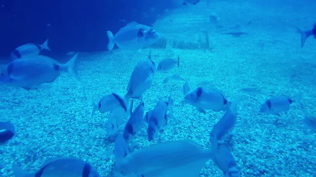 Aquarium with sea fish. Underwater world. Fish skate in coral reef.