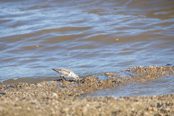 Shorebird on the beach