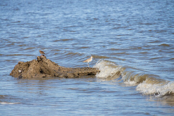 Shorebirds on the beach