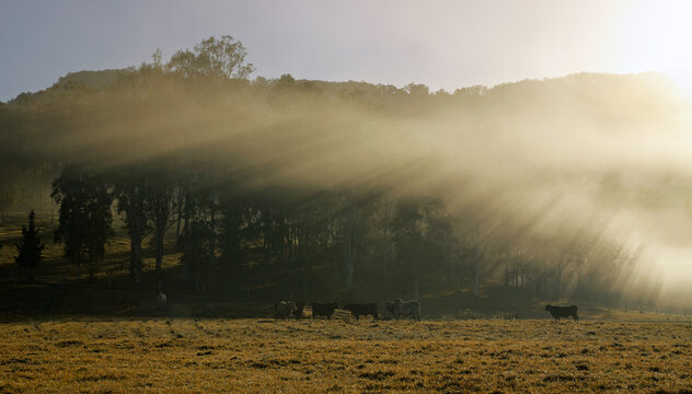 Early morning mist passing through rural farmland