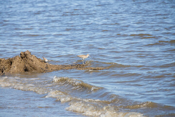 Fototapeta na wymiar Shorebirds on the beach