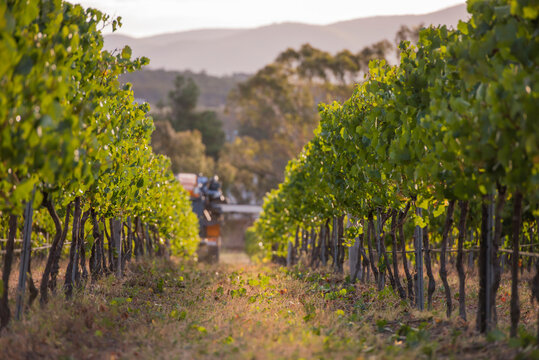 Large machines traveling down rows of grapevines in vineyard