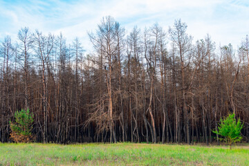 A young deciduous tree against the background of a burnt coniferous forest. Coniferous trees burned down during a fire against a background of green grass. The problem of forest fires.