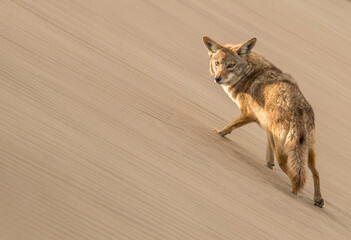 A coyote pauses to look at the camera while climbing a sand dune on Isla Magdalena