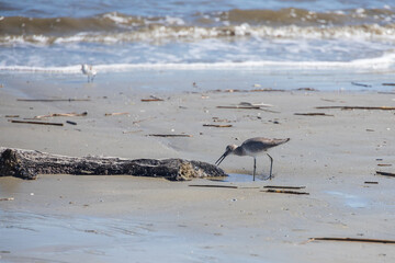 Shorebirds on the beach