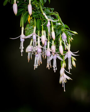 Fuchsia.