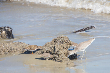 Shorebirds on the beach