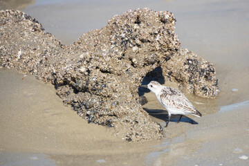 Fototapeta na wymiar Shorebird on the beach