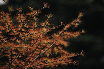 Colorful leaves and trees during Autumn season