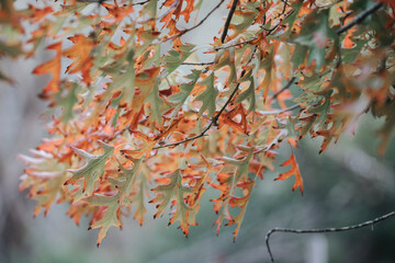 Colorful leaves and trees during Autumn season