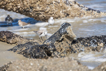 Shorebirds on the beach