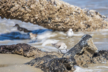 Shorebirds on the beach