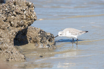 Shorebird on the beach