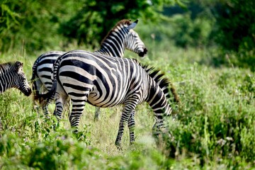 Fototapeta na wymiar zebra eating grass in Africa