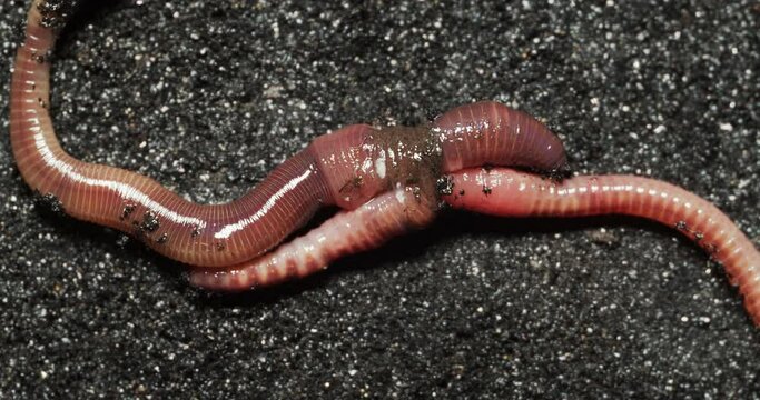 European nightcrawler earthworms mating on black surface.