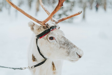 White deer with antlers in a snowy forest against the backdrop of the christmas arch