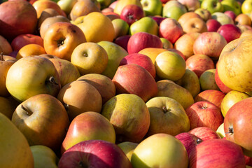 Big pile of yellow and red apples picked and ready for selling
