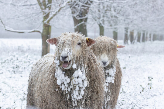 animals covered in snow