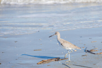 Shorebird on the beach