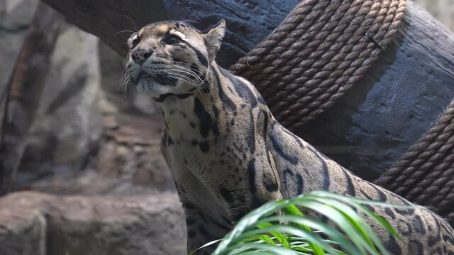 Clouded Leopard in wildlife habitat sniffing the air and looking around.