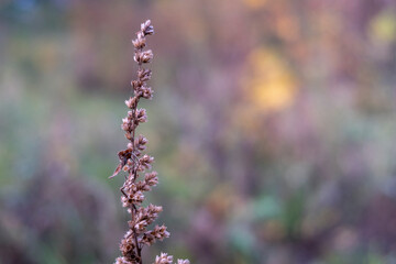 Dry plant in autumn season. Macro for background image. Selective focus